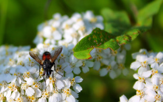 Fly white flower green leaves - the background of the photo free wallpaper