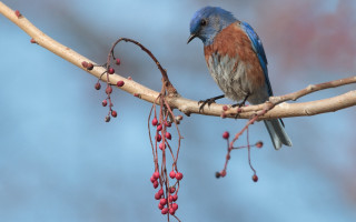 Blue bird branch berries sky - berry free wallpaper