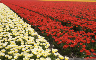 Field flowers red yellow line - dirck van der lisse free wallpaper