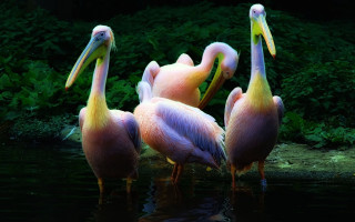 Pelicans water forest nature artist - the dark forest free wallpaper
