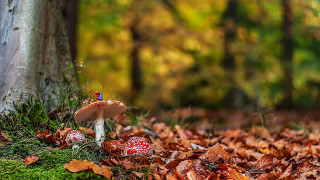 Mushroom tree autumn leaves nature - a mushroom free wallpaper