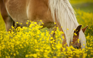 Horse grazing yellow flower field - a horse free wallpaper
