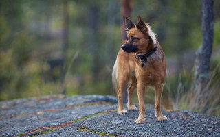 Shiba inu bronze sculpture woods - carl gustaf pilo free wallpaper