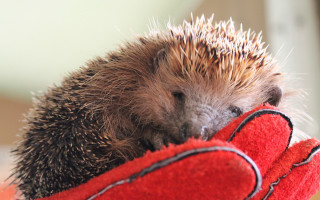 Hedgehog red glove sad photography - a red glove free wallpaper