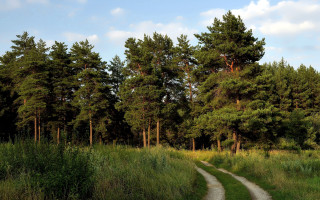 Dirt road forest trees path - a dirt road in the middle of a forest free wallpaper for desktop