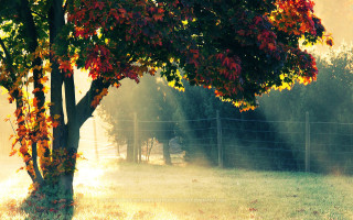 Autumn tree fence horse sunset - a tree in a field free wallpaper