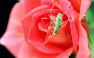 Green bug red rose pink - free nature wallpaper for desktop
