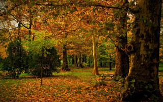 Autumn park bench trees leaves 3 - a park free wallpaper
