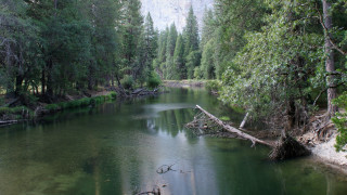 River trees forest fallen tree - fallen free wallpaper