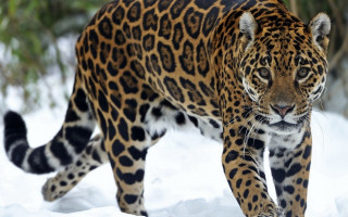 Leopard snowy field trees bushes - the background and bushes free wallpaper