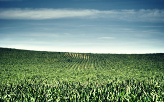 Green field blue sky trees 4 - green grass free wallpaper