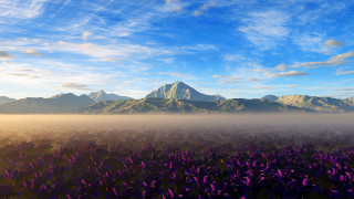 Purple flower field mountain sunrise - purple flower free wallpaper for desktop