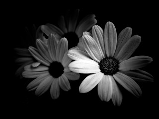 Black white flower daisy lily - high contrast free wallpaper