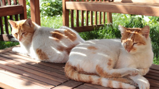 Two cats wooden bench orange - the other free wallpaper
