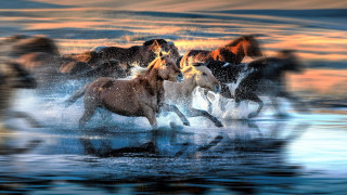 Horses running water sunset impressionist - free dogs wallpaper