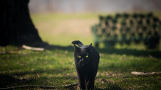 Black cat green field tilt - a green light free wallpaper