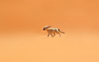Small animal desert tiltshift bird - a red sky in the background free wallpaper