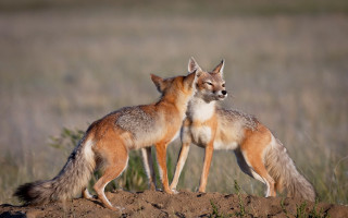 Two foxes dirt hill grass - two fox free wallpaper