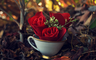 Fall roses stilllife blurry depth - a cup free wallpaper