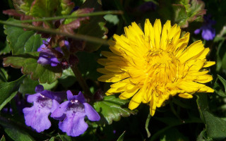 Yellow flower purple flowers green - a yellow flower free wallpaper