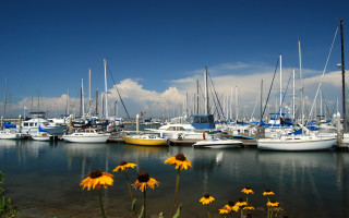Boats flowers grass summer vibrancy - a few yellow flower free wallpaper for desktop