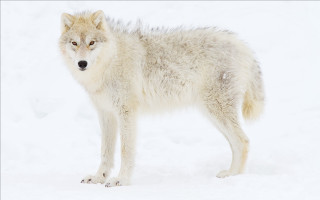 Wolf snow sad eye naturalism - a wolf free wallpaper