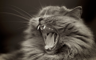 Cat open mouth gothic monochrome - tooth wide open free wallpaper