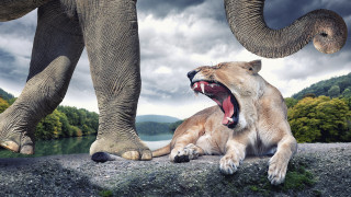 Lion elephant rock open mouth - their mouth free wallpaper