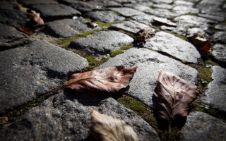 Leaf cobblestone moss nature shallow - a leaf free wallpaper for desktop