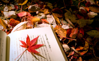 Book leaf autumn storybook fire - the ground free wallpaper