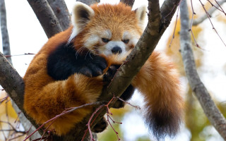 Red panda sitting tree angry - the camera man free wallpaper