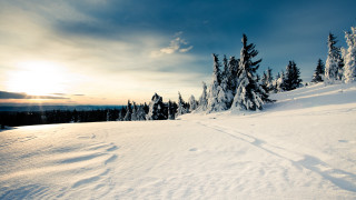 Skiing snowy mountains trees sunset - the cloud free wallpaper