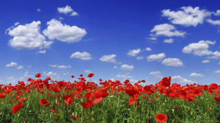Red flowers blue sky clouds 3 - a few white cloud free wallpaper