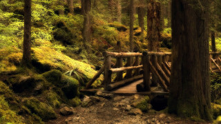 Wooden bridge forest mossy trees 2 - the ground and a path free wallpaper