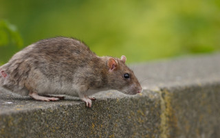 Rat ledge sun food animal - food free wallpaper