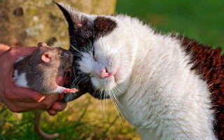 Cat licking open mouth rat - their hand and a cat free wallpaper
