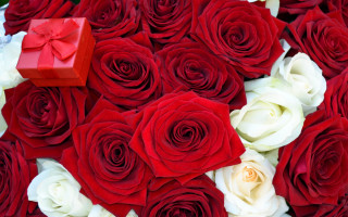 Red roses bouquet romanticism blood - a red box free wallpaper