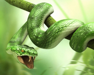 Green snake mouth open branch - a green snake free wallpaper for desktop