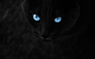 Black cat blue eyes full - a black cat free wallpaper