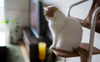 Cat chair livingroom focus blurry - ascii art free wallpaper