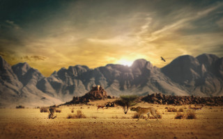 Desert mountain bird sky ocean - a desert scene free wallpaper