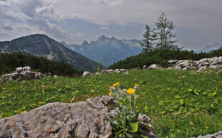 Field rock flowers mountains clouds - the foreground and mountains free wallpaper