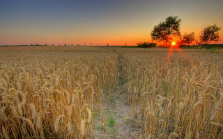 Wheat field sunset tree trail 2 - a trail free wallpaper