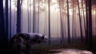 Wolf forest sunbeam puddle gothic - a wolf free wallpaper