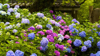 Garden bench flower field colorful - rich vivid color free wallpaper