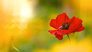 Red flower bee field autumn - deep free wallpaper for desktop
