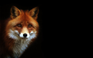 Fox closeup blackborder furry portrait - a white border free wallpaper