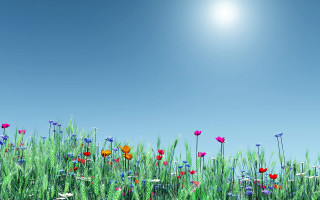 Field of flowers bright blue 2 - sunny day free wallpaper