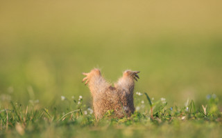 Squirrel standing grass open mouth - its head in free wallpaper
