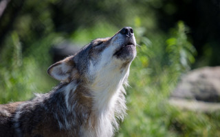 Wolf looking up nature blurry - a wolf free wallpaper
